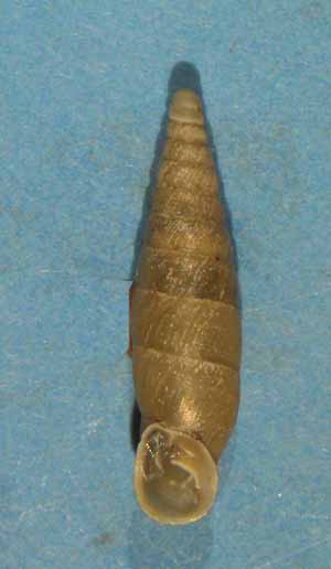 Choclodina kuesteri